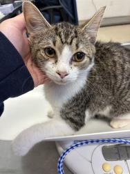 Shelter Stray Female Cat last seen ALAMANCE COUNTY, 221 Stone Quarry Rd, Burlington, NC 27217, USA