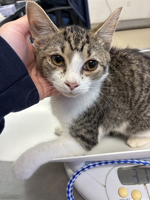 Shelter Stray Female Cat last seen ALAMANCE COUNTY, 221 Stone Quarry Rd, Burlington, NC 27217, USA