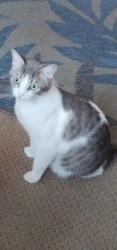 Lost Female Cat last seen Walnut and citrus st, Orange, CA 92868