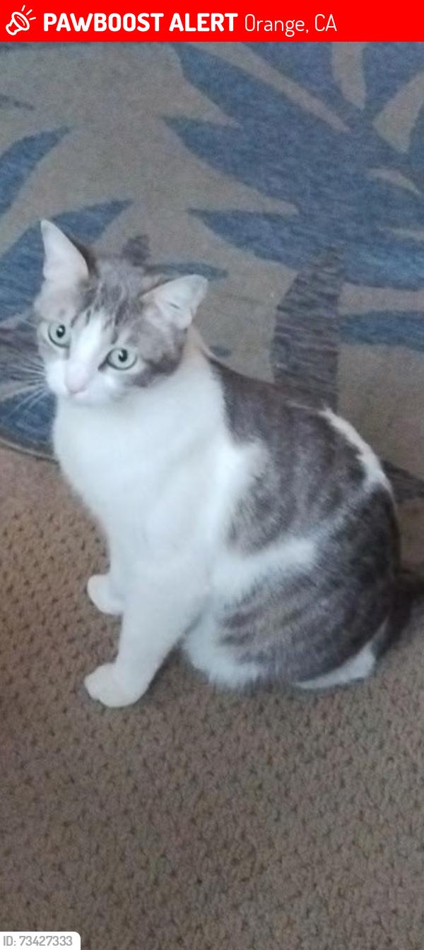 Lost Female Cat last seen Walnut and citrus st, Orange, CA 92868