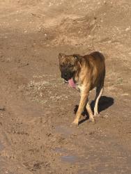 Lost Unknown Dog last seen Sarival/Elwood, Goodyear, AZ 85338