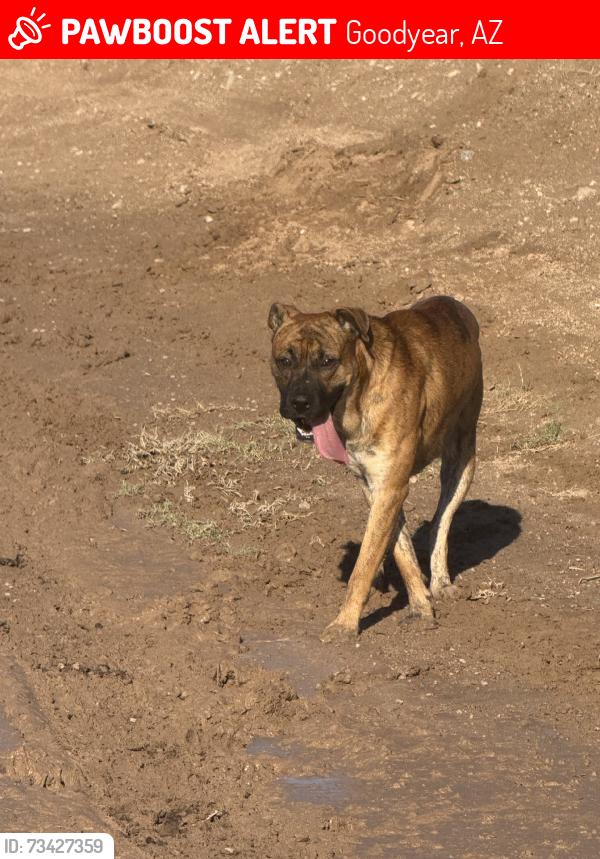 Lost Unknown Dog last seen Sarival/Elwood, Goodyear, AZ 85338