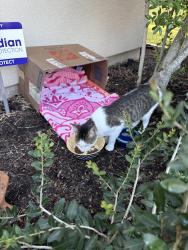 Found/Stray Female Cat last seen Barton Skyway and Blair Way, Austin, TX 78704
