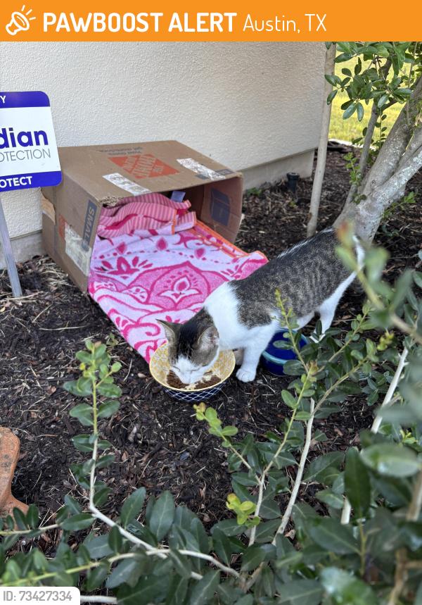 Found/Stray Female Cat last seen Barton Skyway and Blair Way, Austin, TX 78704