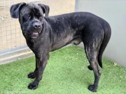 Shelter Stray Male Dog last seen , 14409 Vanowen St, Van Nuys, CA 91405, USA