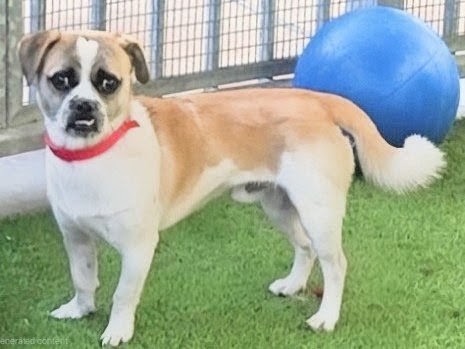 Shelter Stray Male Dog last seen , 14409 Vanowen St, Van Nuys, CA 91405, USA