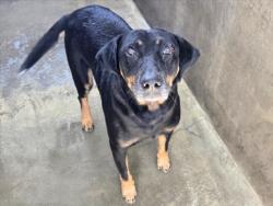 Shelter Stray Male Dog last seen , 14409 Vanowen St, Van Nuys, CA 91405, USA