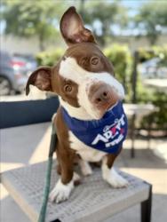 Shelter Stray Male Dog last seen , 3201 Lacy St, Los Angeles, CA 90031, USA