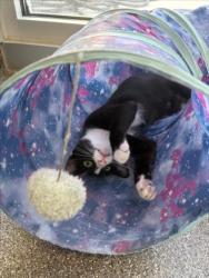 Shelter Stray Female Cat last seen , 3201 Lacy St, Los Angeles, CA 90031, USA