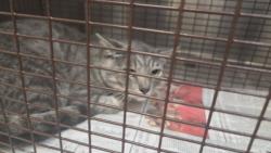 Shelter Stray Male Cat last seen , 3201 Lacy St, Los Angeles, CA 90031, USA