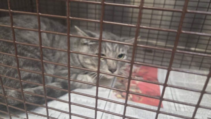 Shelter Stray Male Cat last seen , 3201 Lacy St, Los Angeles, CA 90031, USA
