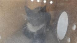 Shelter Stray Male Cat last seen , 3201 Lacy St, Los Angeles, CA 90031, USA