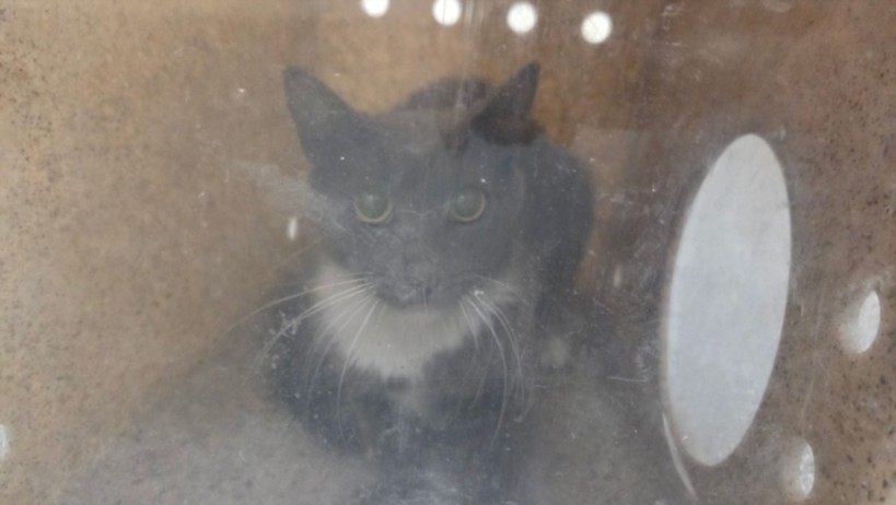 Shelter Stray Male Cat last seen , 3201 Lacy St, Los Angeles, CA 90031, USA