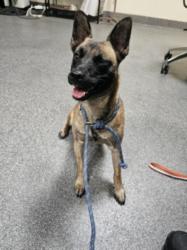 Shelter Stray Female Dog last seen , 3201 Lacy St, Los Angeles, CA 90031, USA