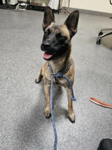 Shelter Stray Female Dog last seen , 3201 Lacy St, Los Angeles, CA 90031, USA