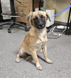 Shelter Stray Female Dog last seen , 3201 Lacy St, Los Angeles, CA 90031, USA