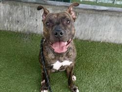 Shelter Stray Female Dog last seen , 11361 W Pico Blvd, Los Angeles, CA 90064, USA