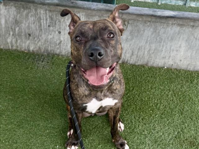 Shelter Stray Female Dog last seen , 11361 W Pico Blvd, Los Angeles, CA 90064, USA