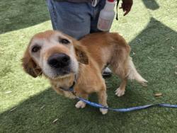 Shelter Stray Male Dog last seen , 1850 W 60th St, Los Angeles, CA 90047, USA