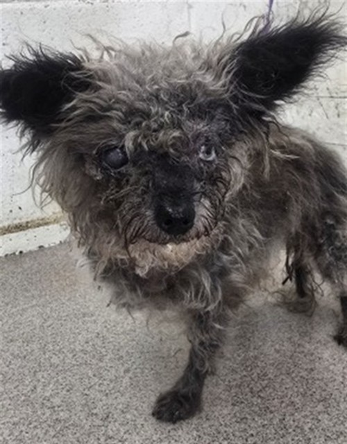 Shelter Stray Female Dog last seen K ST, 333 Chandler Pl, San Bernardino, CA 92408, USA