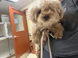 Shelter Stray Male Dog last seen Near BLOCK N 92ND ST, 3839 W Burnham St, West Milwaukee, WI 53215, USA