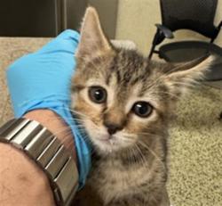 Shelter Stray Female Cat last seen Near BLOCK WATKINS DR, RIVERSIDE CA 92507, 6851 Van Buren Boulevard, Jurupa Valley, CA 92509, USA