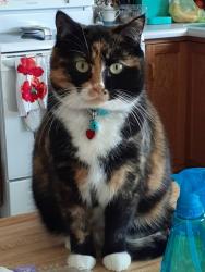Lost Female Cat last seen Arrowhead dr twin lakes wi, Twin Lakes, WI 53181