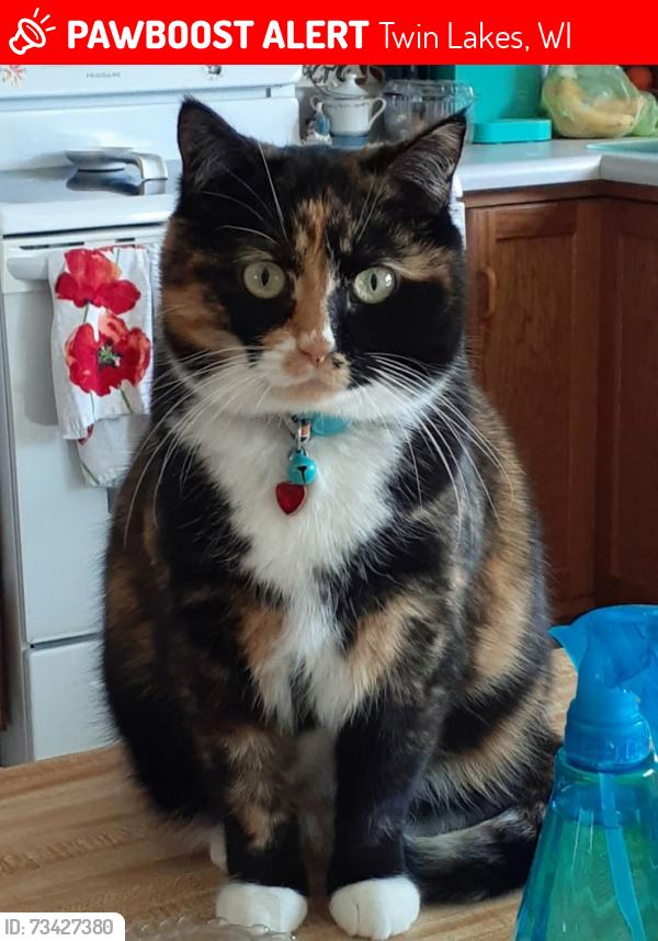 Lost Female Cat last seen Arrowhead dr twin lakes wi, Twin Lakes, WI 53181