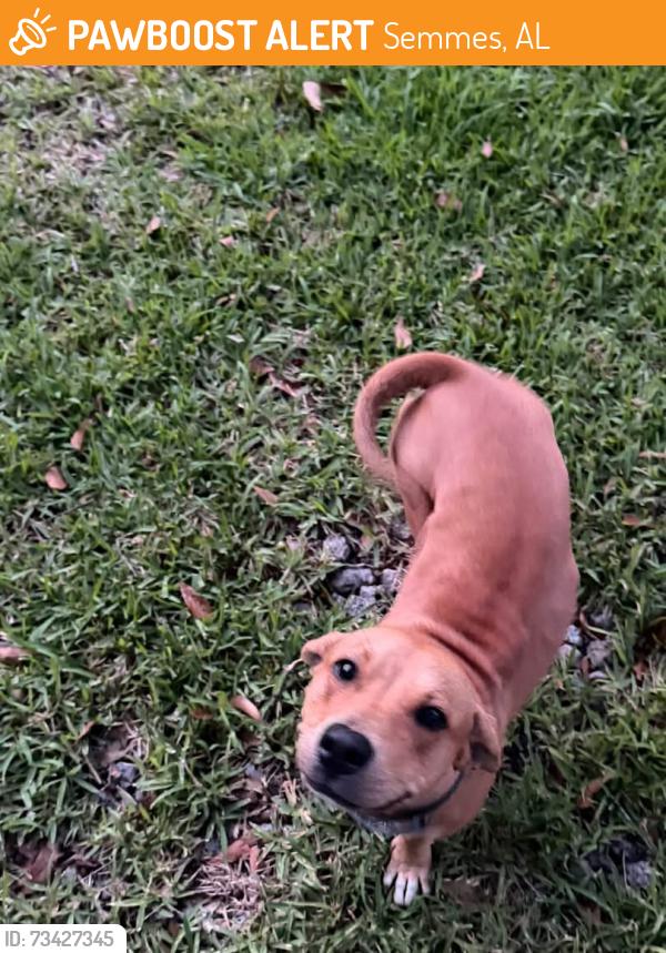 Found/Stray Female Dog last seen Snow Road and Tanner-Williams, Semmes, AL 36575