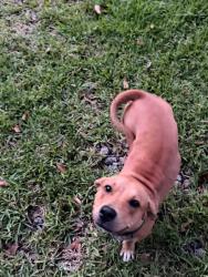 Found/Stray Female Dog last seen Snow Road and Tanner-Williams, Semmes, AL 36575