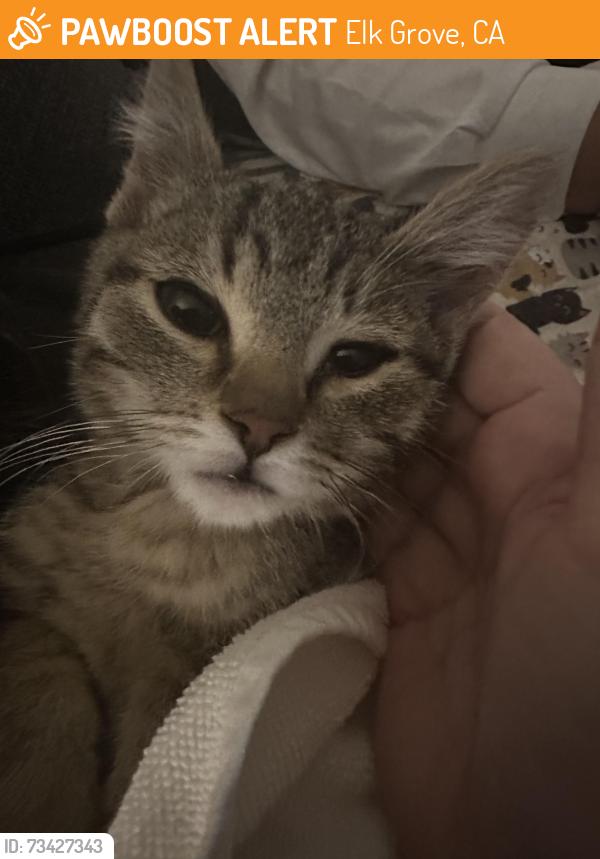 Found/Stray Male Cat last seen Waterman Rd & Grant Line Rd, Elk Grove, CA 95624