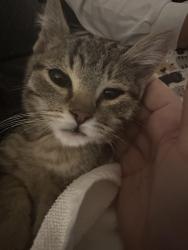 Found/Stray Male Cat last seen Waterman Rd & Grant Line Rd, Elk Grove, CA 95624