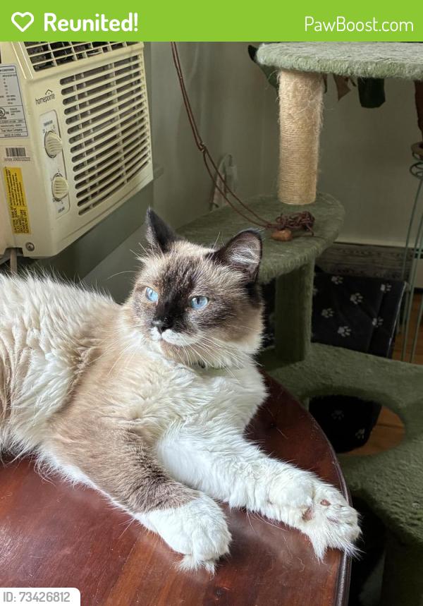 Reunited Female Cat last seen Davis st, Danbury, CT 06810
