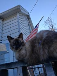 Lost Female Cat last seen Roxboro rd area, Syracuse, NY 13211