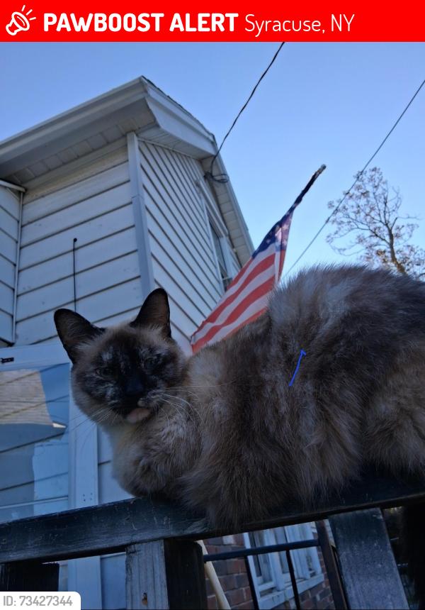 Lost Female Cat last seen Roxboro rd area, Syracuse, NY 13211