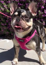 Lost Female Dog last seen By the inspirada library and Starbucks, Henderson, NV 89044
