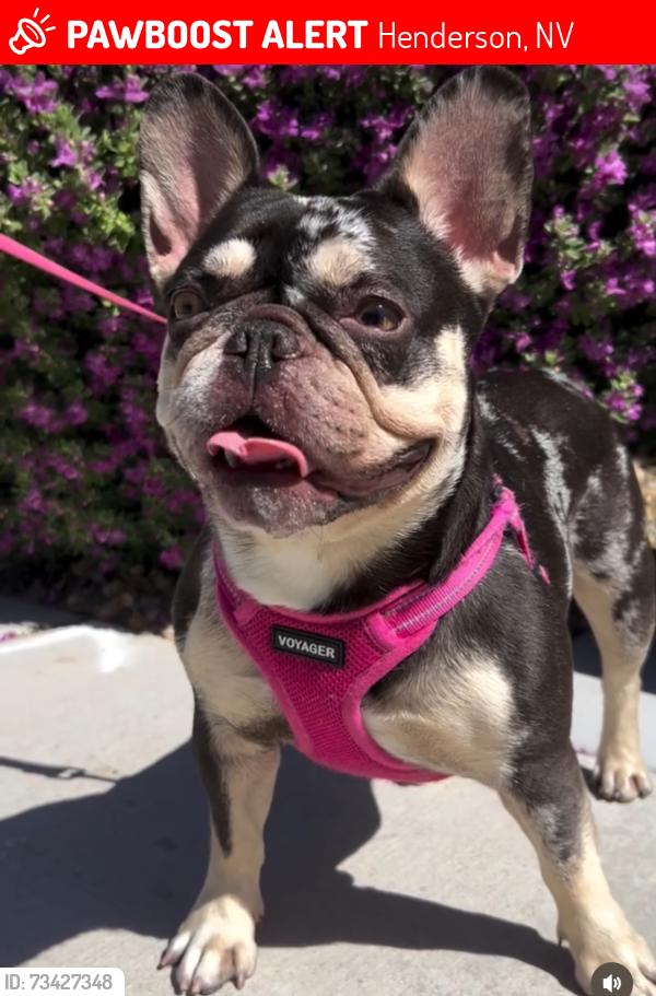 Lost Female Dog last seen By the inspirada library and Starbucks, Henderson, NV 89044