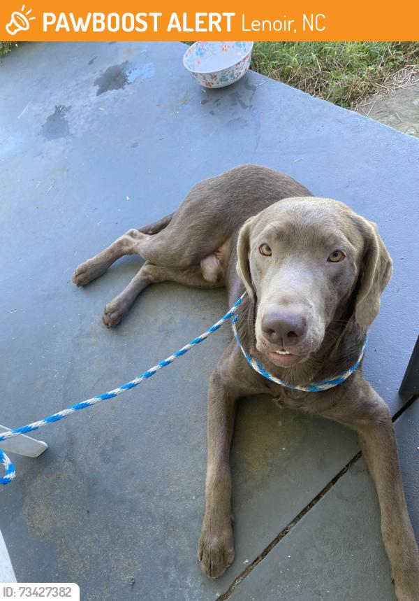Found/Stray Male Dog last seen Tilton place and lower creek dr, Lenoir, NC 28645