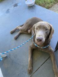 Found/Stray Male Dog last seen Tilton place and lower creek dr, Lenoir, NC 28645