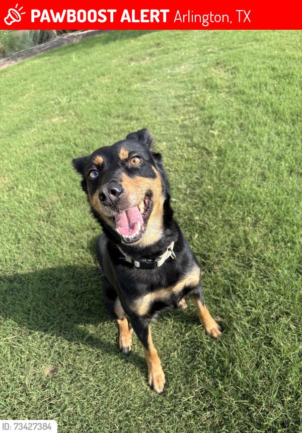 Lost Female Dog last seen Vandergriff Park, Arlington, TX 76014