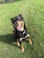 Lost Female Dog last seen Vandergriff Park, Arlington, TX 76014