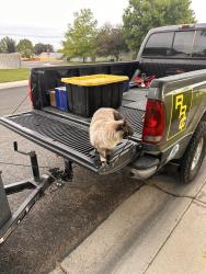 Lost Female Cat last seen Kings/Queens, Nampa, ID 83687