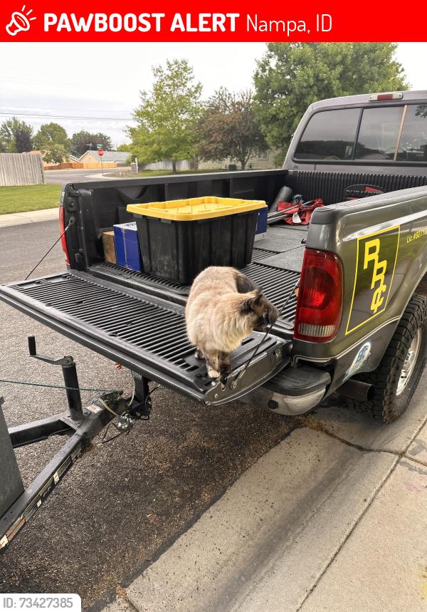 Lost Female Cat last seen Kings/Queens, Nampa, ID 83687