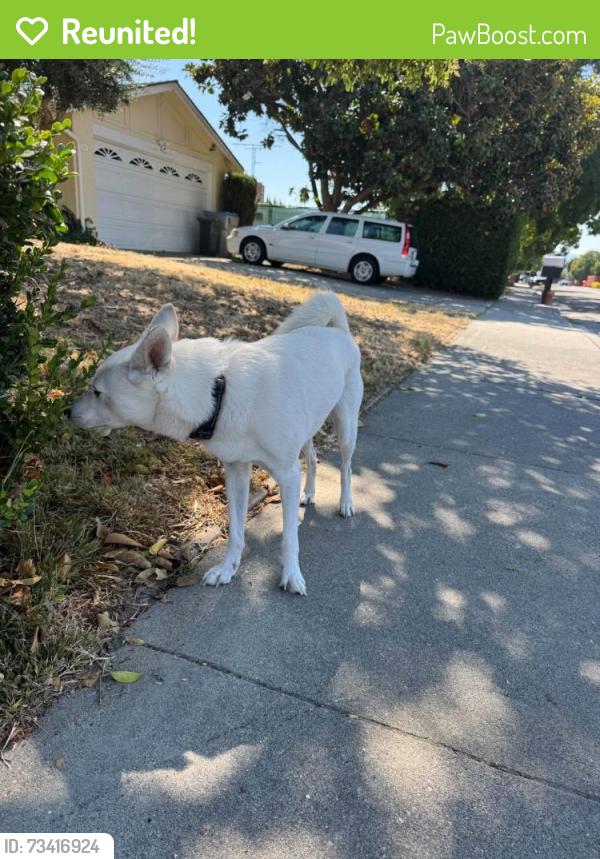 Reunited Male Dog last seen Donohue Dr. and Lowney Way, San Jose, CA 95131