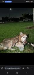 Lost Male Dog last seen El Monte high school, El Monte, CA 91731