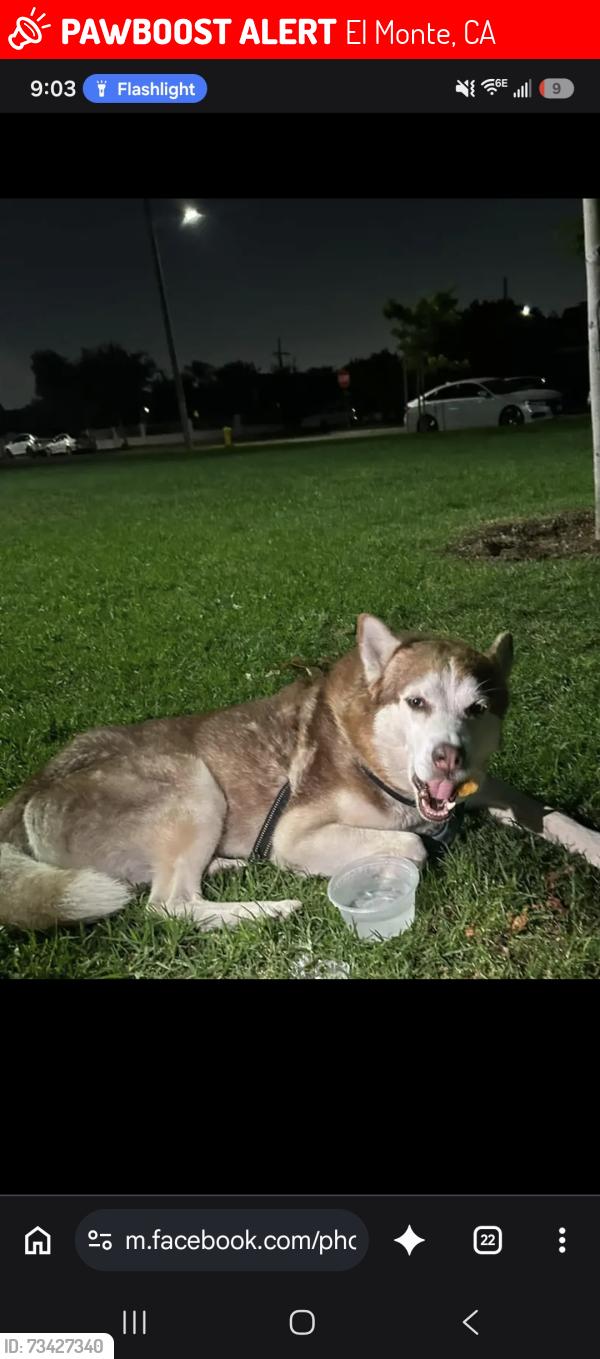 Lost Male Dog last seen El Monte high school, El Monte, CA 91731
