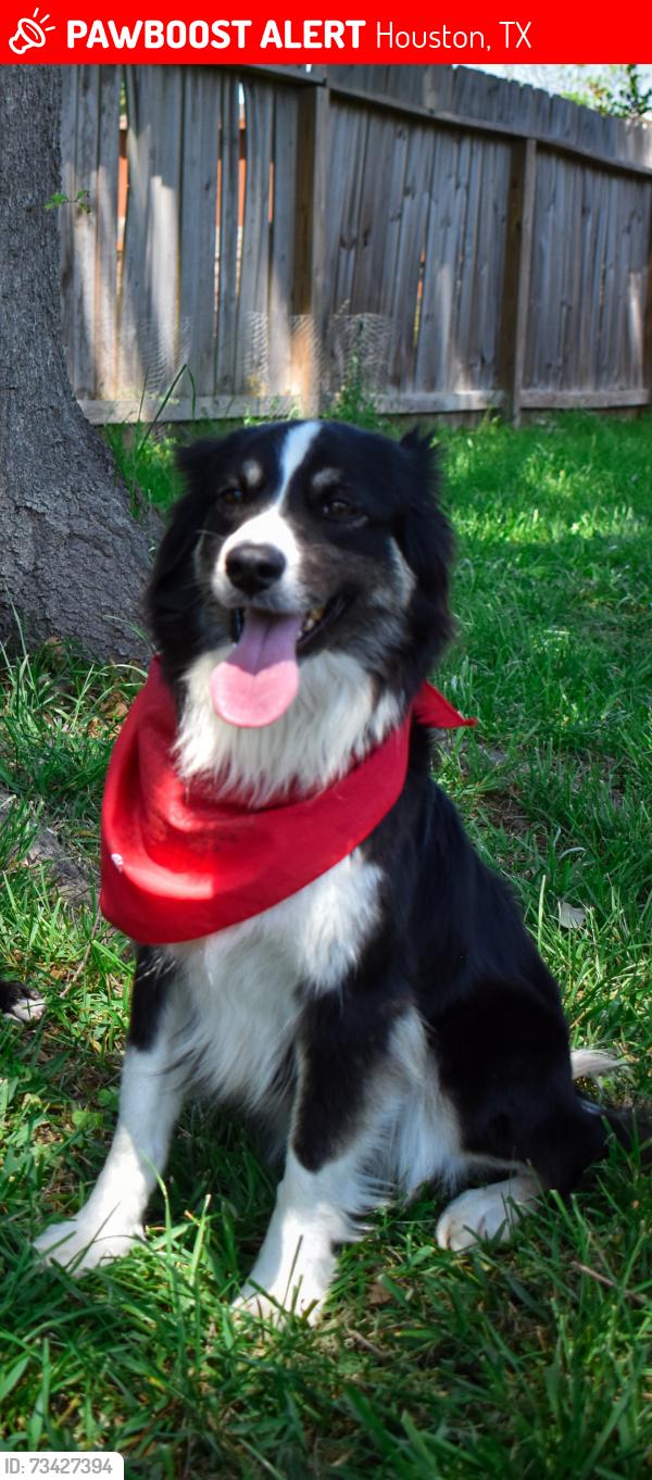 Lost Female Dog last seen Near cadawac rd, Houston, TX 77074