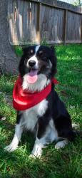 Lost Female Dog last seen Near cadawac rd, Houston, TX 77074