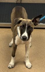 Shelter Stray Female Dog last seen Near Peachtree Industrial Blvd. Atlanta GA 30360, 30360, GA, 3280 Chamblee Dunwoody Rd, Chamblee, GA 30341, USA