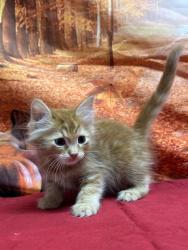 Shelter Stray Male Cat last seen dumped at league, Unknown,, 11300 Nacogdoches Rd, San Antonio, TX 78217, USA